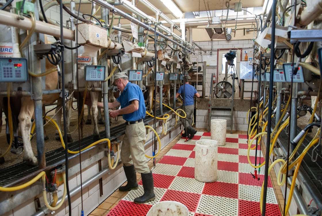 Dairy Farm Recruitment